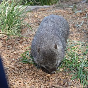 Bonorong Sanctuary - Common Wombat