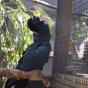 Bonorong Sanctuary - Red-tailed Black Cockatoo