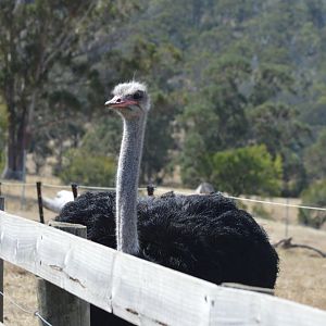 Ostrich