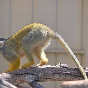Squirrel Monkey
