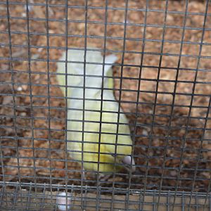 Bonorong Sancturary - Leucistic Yellow-tailed Black Cockatoo