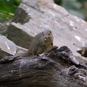 Northern Treeshrew