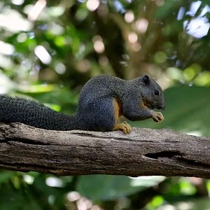 Phayre's Squirrel (Callosciurus phayrei)