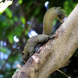 Anderson's Squirrel (Callosciurus quinquestriatus)