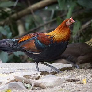 Red Junglefowl