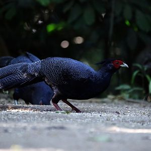 Kalij Pheasant