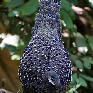 Grey Peacock-pheasant