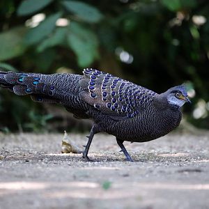 Grey Peacock-pheasant