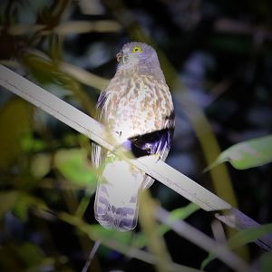 Brown Boobook (Ninox scutulata)