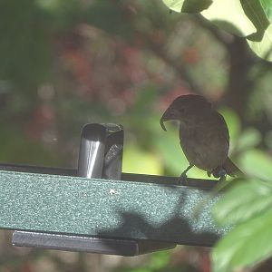 Passerina caerulea ? Houston Zoo 11/2024