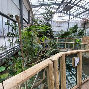 Crocodile Swamp - Caiman lizard exhibit 140225