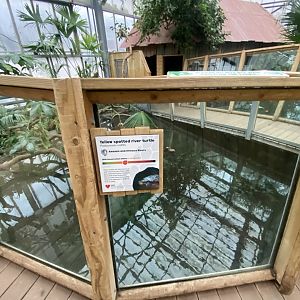 Crocodile Swamp - Caiman lizard exhibit 140225