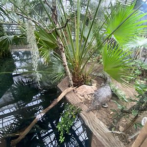 Crocodile Swamp - False gharial exhibit 140225