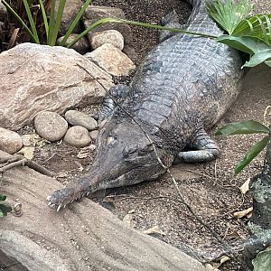 Crocodile Swamp - False gharial 140225
