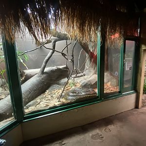 Crocodile Swamp - Reticulated python exhibit 140225