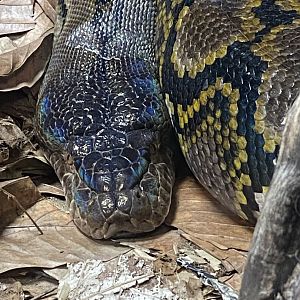 Crocodile Swamp - Reticulated python 140225