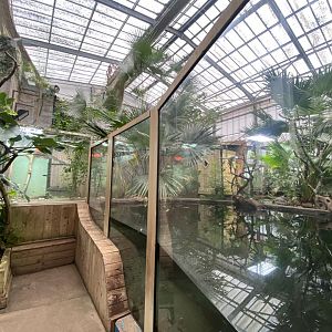 Crocodile Swamp - False gharial exhibit 140225