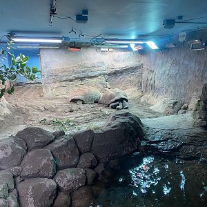 Aldabra giant tortoise exhibit 140225