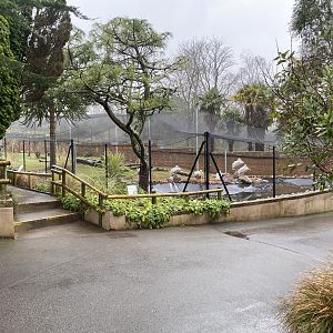 Dalmatian pelican exhibit 140225