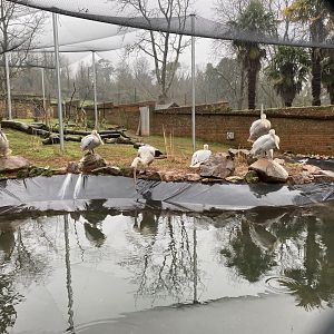 Dalmatian pelican exhibit 140225