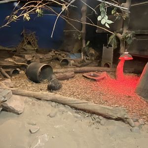 Nocturnal House - Short-beaked echidna exhibit 140225
