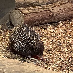 Nocturnal House - Short-beaked echidna 140225