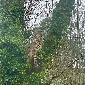 Cheetah in tree 140225
