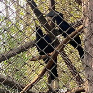 Black Hornbill Returns to Exhibit.