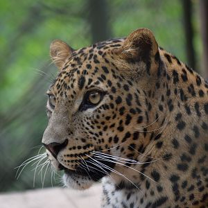 Sri Lankan leopard