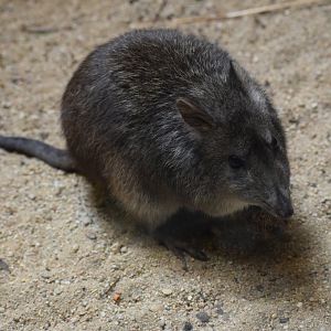 Long-nosed potoroo