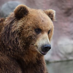 Kamchatka brown bear