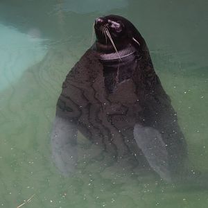 Northern fur seal