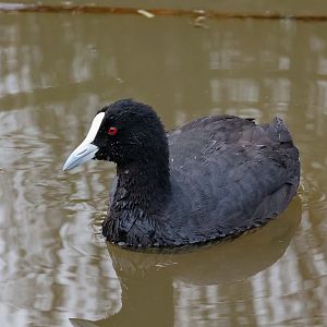 Eurasian Coot