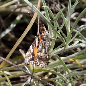 Australian Painted Lady