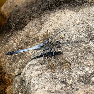 Blue Skimmer