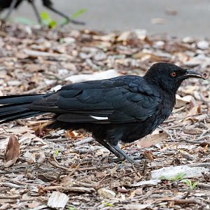 White-winged Chough