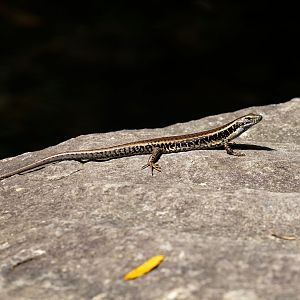 Eastern Water Skink