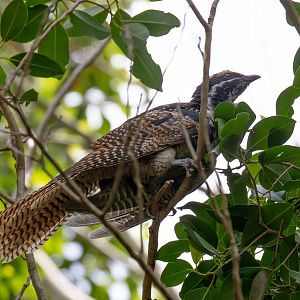 Pacific Koel, female