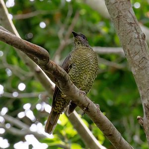 Satin Bowerbird