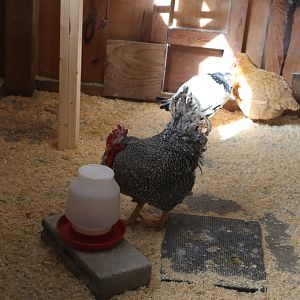 Franklin Farm - Chicken
