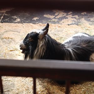 Franklin Farm- Nigerian Dwarf Goat