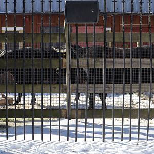 Franklin Farm - Dexter Cattle