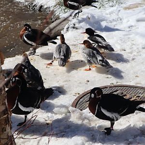 Nature’s Neighborhood - Red-Breasted Geese and Common Mergansers