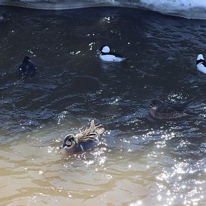 Nature’s Neighborhood - Baikal Teal and Buffleheads
