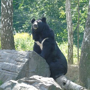 Asiatic black bear