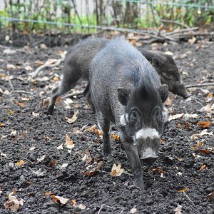 Visayan warty pig