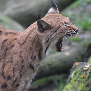 Carpathian lynx