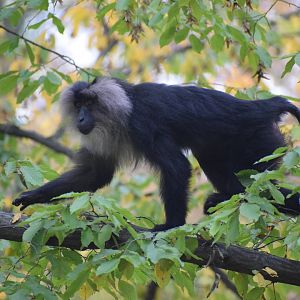 Lion-tailed macaque
