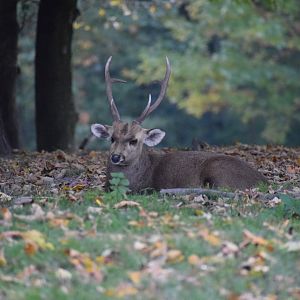 Indian hog deer