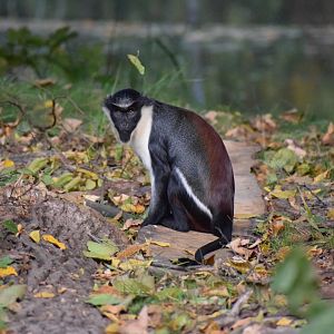 Diana monkey
